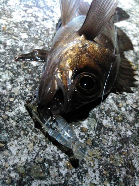 レガーメ　牙突